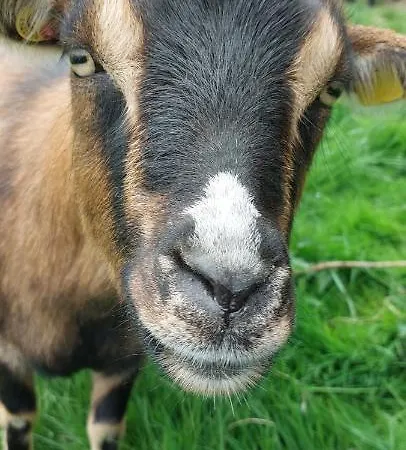 Apartment Ferienwohnung/monteurwohnung Im Schoenen Odenwald Moerlenbach