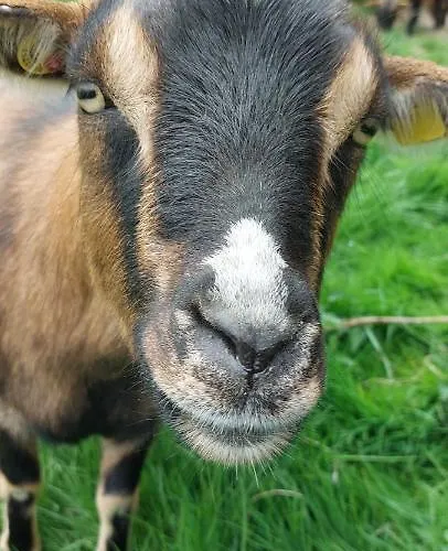 Διαμέρισμα Ferienwohnung/monteurwohnung Im Schoenen Odenwald Mörlenbach
